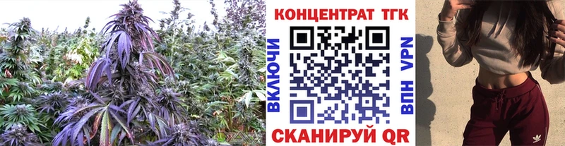 ТГК концентрат  как найти   Шумерля 